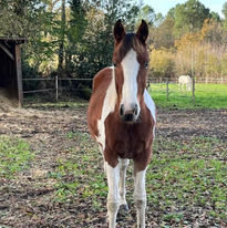 Pouliche d'Ieldorado Van de Rib