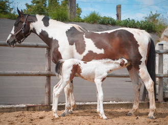 Avenir du beau mont jument d'élevage FOREVER STABLES