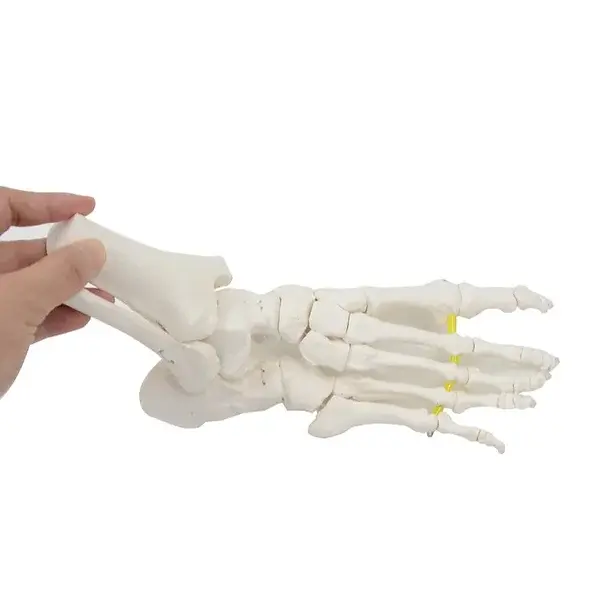 Human Foot Skeleton Model