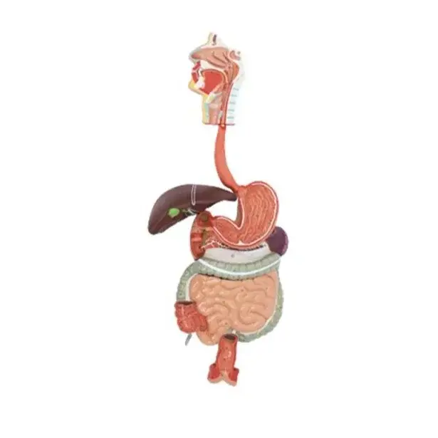 Digestive System Model