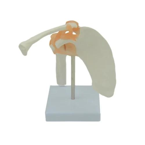 Shoulder anatomy model acescientific