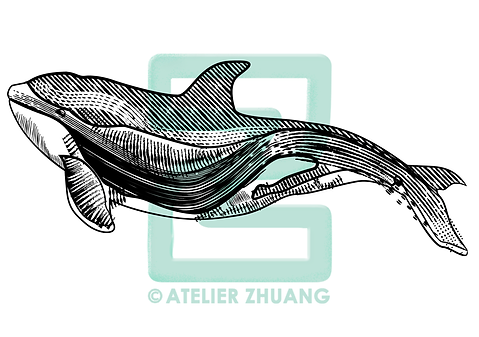 whale-01.png