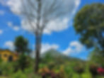 Volcán, árboles, vegetación tropical y cielo con nubes.