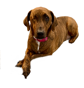 Damnit Mascot Coconut 