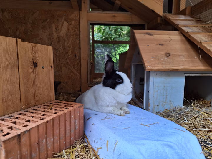 Kaninchengehege von Florian vom Tierparadiesd FB