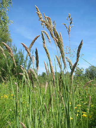 Wolliges Honiggras Holcus lanatus