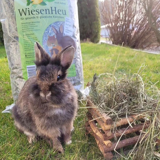 Kaninchen sitzt vor einer Packung Samerberger Wiesenheu – gesundes Heu für Zahnabrieb und Wohlbefinden