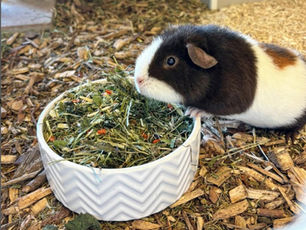 Waldboden Einstreu im Meerschweinchen-Gehege