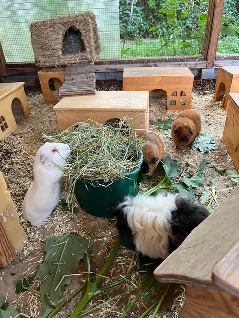 Artgerechte Meerschweinchenhaltung