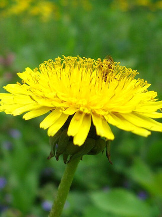 Löwenzahn Taraxacum officinale