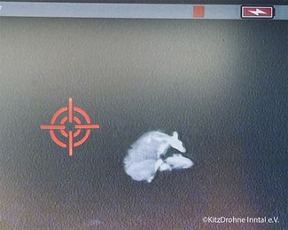 Rehkitzrettung Drohnenflug Wärmebild Rehkitz und Ricke