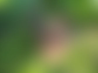 Rehkitzrettung: Warum die Mahd für Wildtiere so gefährlich ist