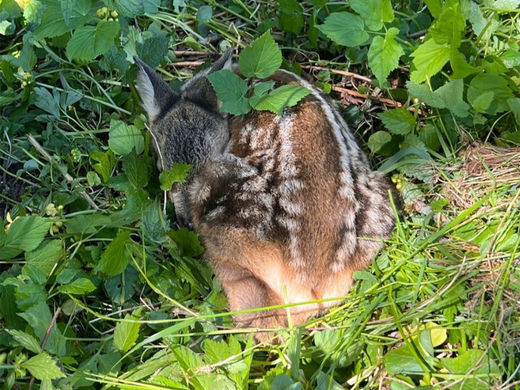 Rehkitzrettung: Warum die Mahd für Wildtiere so gefährlich ist