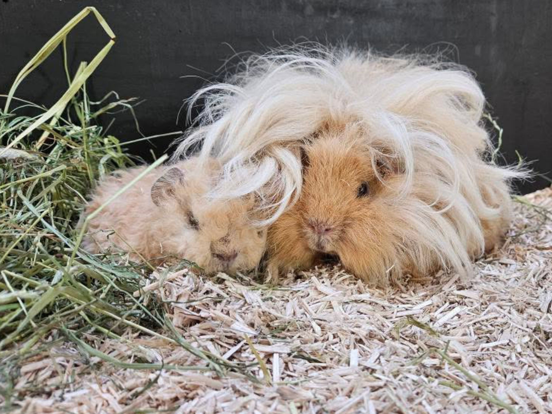 Meerschweinchen eingekuschelt im Samerberger Hanfeinstreu