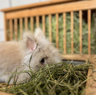 Kundenbild Kaninchen und Samerberger Heu
