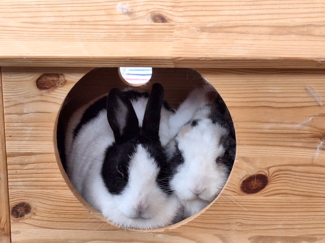 Kaninchengehege von Florian vom Tierparadiesd FB