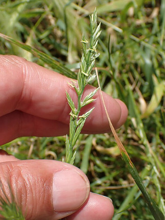 Deutsches Weidelgras Lolium perenne