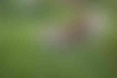 Springendes Kaninchen auf der Wiese – aktives Tier mit gesunden Zähnen dank ausgewogener Ernährung