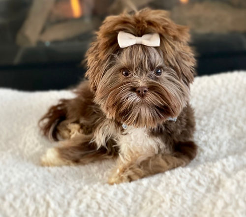 Biewer Terrier Canada