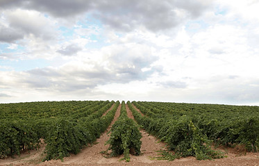 Fot-Li Vineyards 093.JPG