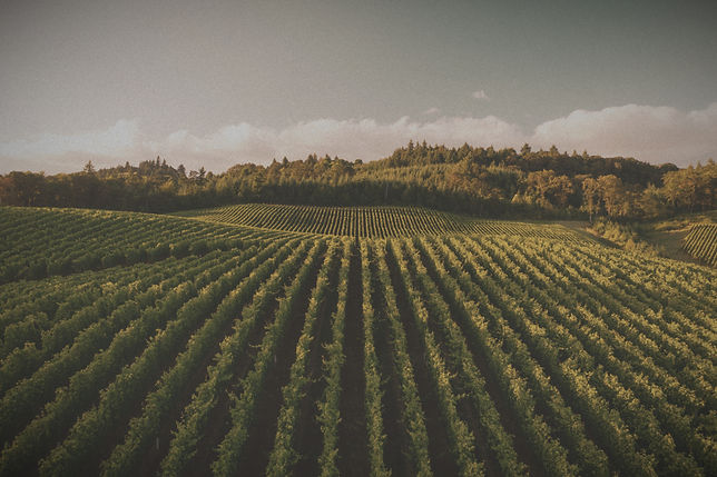 Grapevine_edited.jpg