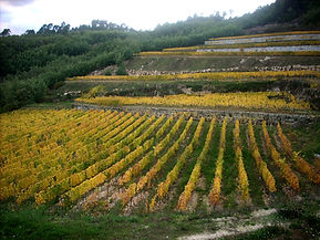 CasaldeArman_vina06 copy.jpg