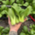 bok choypac choi.jpeg