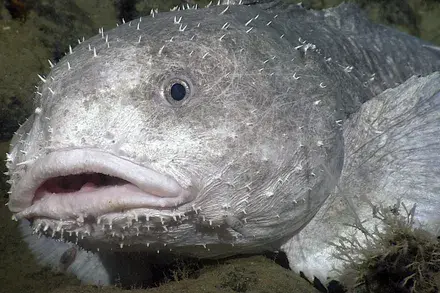 normal blob fish.webp