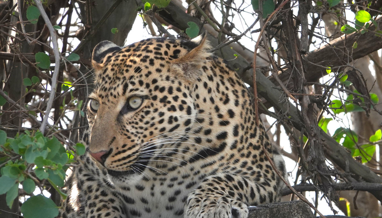 Gepard