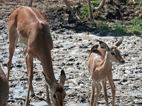 Safari im Arusha National Park – Ein unterschätztes Naturparadies