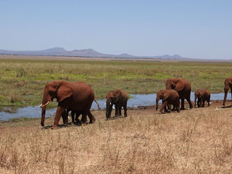 Elefantenherde am Silale Swamp im Tarangire Nationalpark während der Trockenzeit