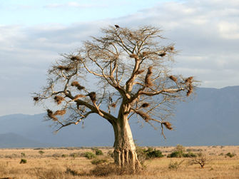 Baobab Baum