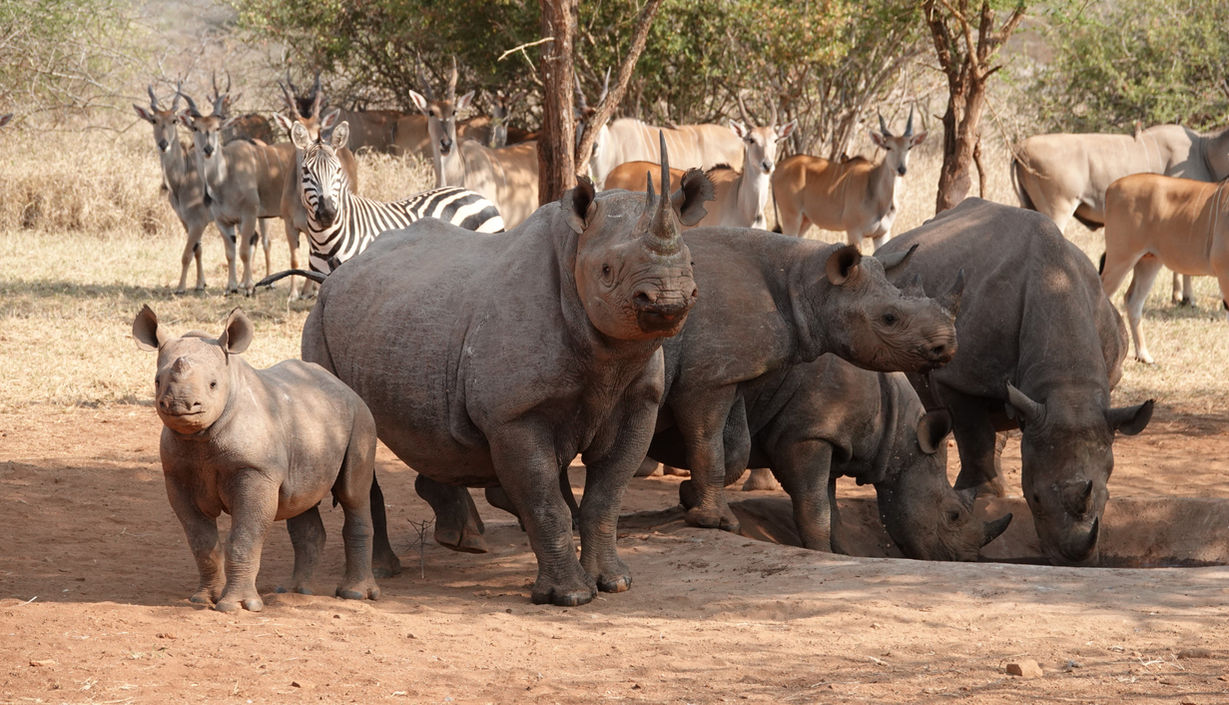Nashörner Mkomazi National Park