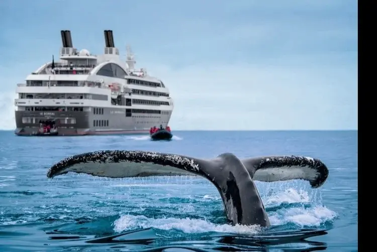 Whale's tail rising from the water in front of the small expedition ship Le Boréal