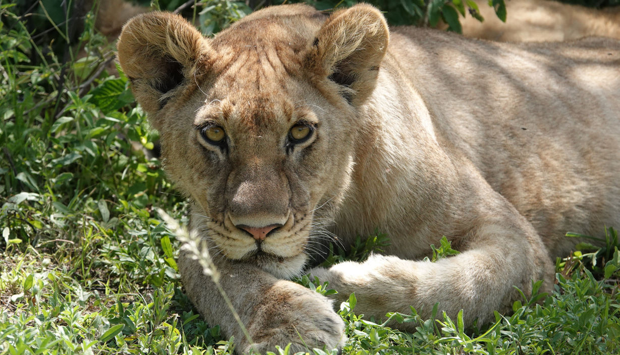 Löwe schaut dir in die Augen