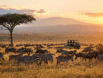 Safari-Fahrzeug in der Serengeti während einer Tierbeobachtung