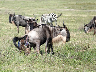 Gnu Geburt Calving Season Ndutu Region