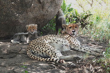Geparden Mama mit Jungtieren auf Safari in Tansania in der Serengeti