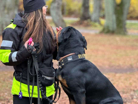 Motbetingning & Skvallerträning: Förstå och hjälpa din hund att hantera triggers