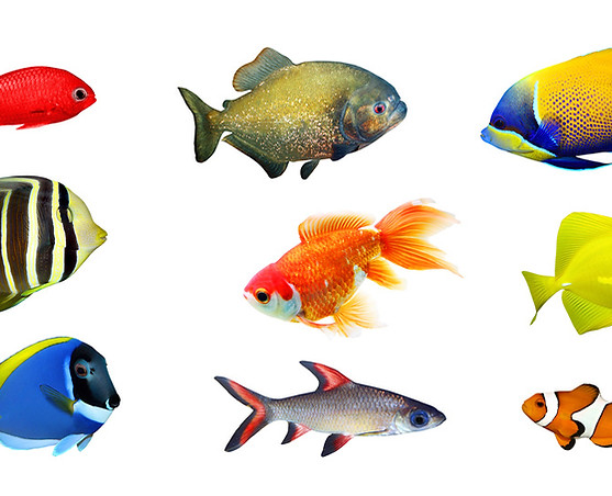 White background, bright images of different types of fish