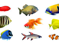 Aquarium Expert Debunks Myths