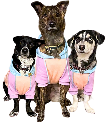 the cutest dogs in the world