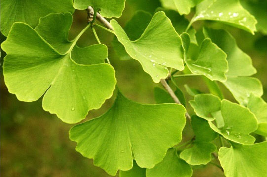 Miniatura: Pendientes Ginkgo