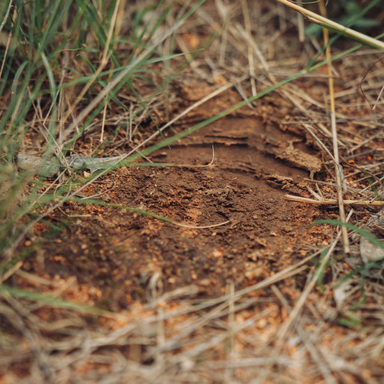 Conservation team at work protecting wildlife and wild spaces