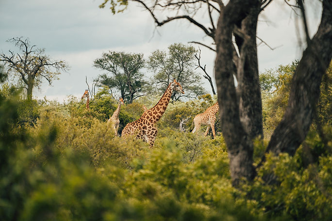 Kruger-National-Park-1.jpg