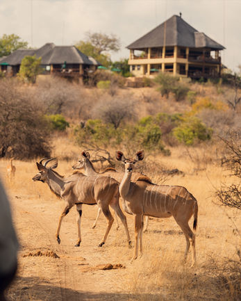 Wide view of a safari lodge overlooking a waterhole in the bushveld Makumu lodge