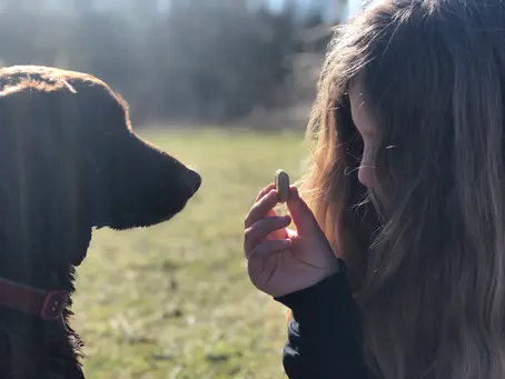 Learning through dogs