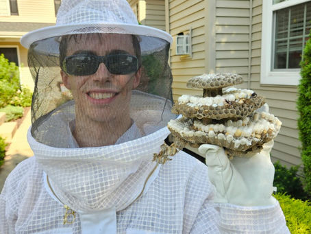 Honey-Bees or Hornets? Call County Pest!