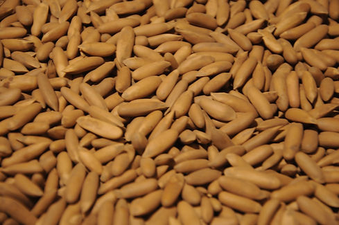 Pine Nuts In Shell |KHALID ENTERPRISES|
