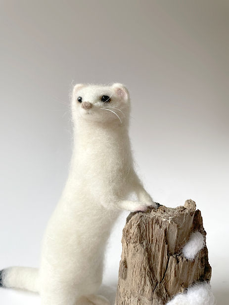 ermine1.jpg